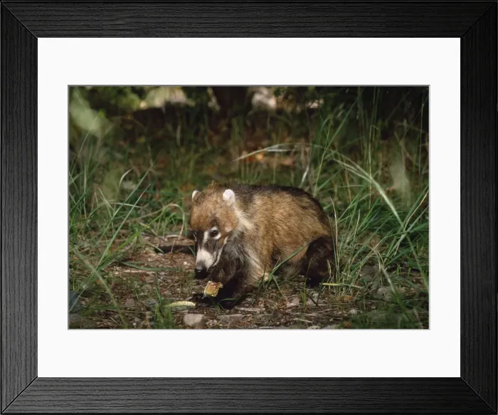 Framed Print : Coati - eating rattlesnake it had killed South East Arizona, USA Framed Print : Coati - eating rattlesnake it had killed South East Arizona, USA