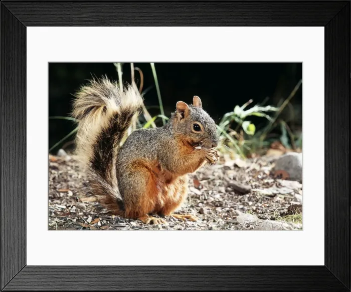 Framed Print : North American Red Squirrel FG 11710 Eating a nut Tamiasciurus hudsonicus © Francois Gohier / ARDEA LONDON Framed Print : North American Red Squirrel FG 11710 Eating a nut Tamiasciurus hudsonicus © Francois Gohier / ARDEA LONDON