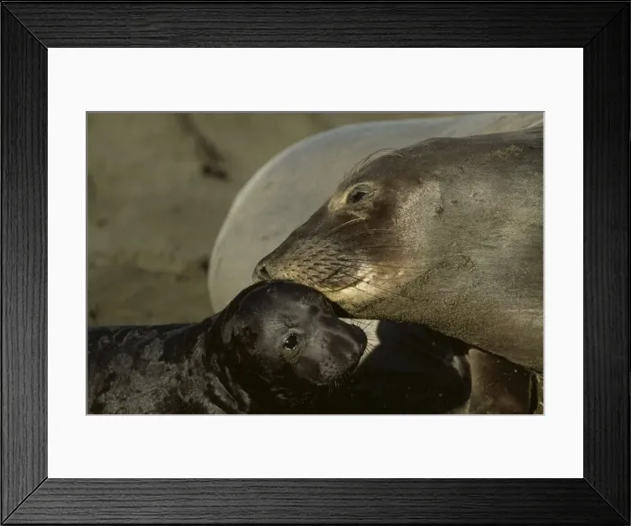 Framed Print : Northern Elephant Seal FG 11868 Mother and pup, Central California, USA Mirounga angustirostris © Francois Gohier / ARDEA LONDON Framed Print : Northern Elephant Seal FG 11868 Mother and pup, Central California, USA Mirounga angustirostris © Francois Gohier / ARDEA LONDON