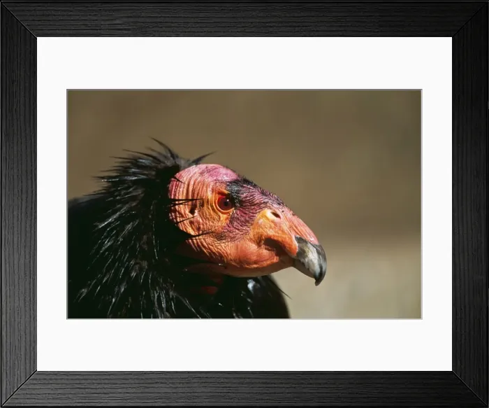 Framed Print : California Condor FG 11923 Gymnogyps californianus © Francois Gohier / ARDEA LONDON Framed Print : California Condor FG 11923 Gymnogyps californianus © Francois Gohier / ARDEA LONDON