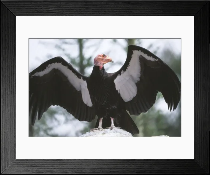 Framed Print : California Condor FG 11928 Wings outstretched Gymnogyps californianus © Francois Gohier / ARDEA LONDON Framed Print : California Condor FG 11928 Wings outstretched Gymnogyps californianus © Francois Gohier / ARDEA LONDON