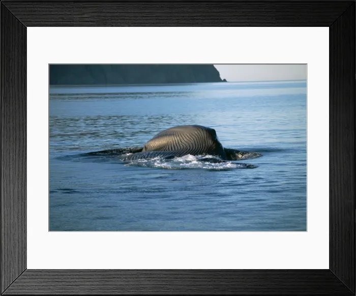 Framed Print : Blue Whale FG 12024 Feeding. On its side, showing distended throat pleats Balaenoptera musculus © Francois Gohier / ARDEA LONDON Framed Print : Blue Whale FG 12024 Feeding. On its side, showing distended throat pleats Balaenoptera musculus © Francois Gohier / ARDEA LONDON