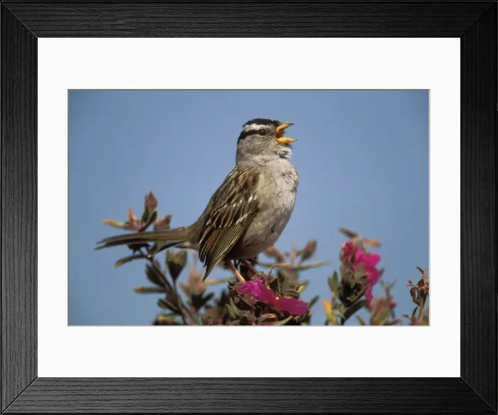Framed Print : White-crowned Sparrow North America Framed Print : White-crowned Sparrow North America