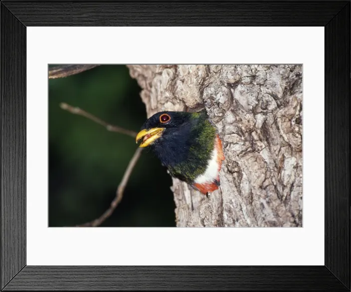 Framed Print : Elegant Trogon - male at nest hole South East Arizona