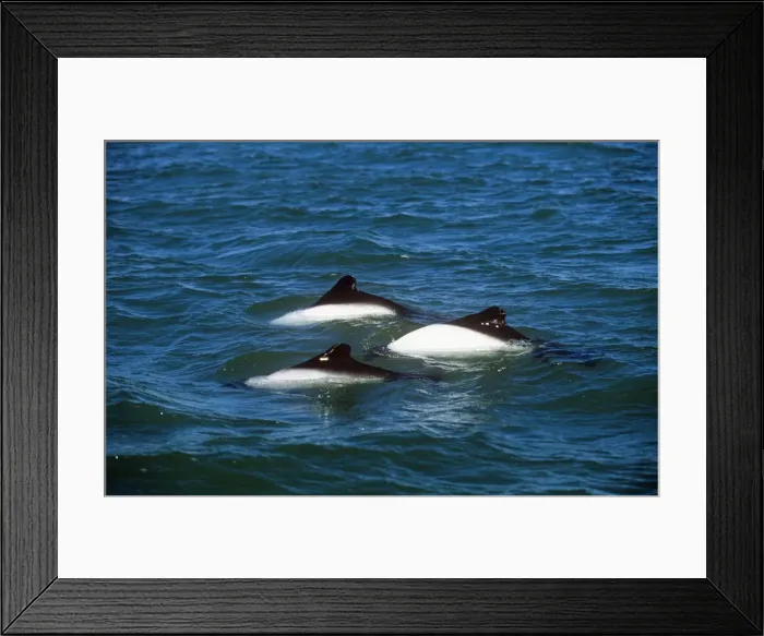 Framed Print : Commerson's Dolphin Puerto Deseado, Argentina Framed Print : Commerson's Dolphin Puerto Deseado, Argentina