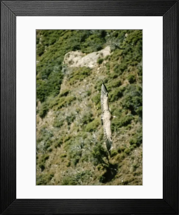 Framed Print : Griffon Vulture FG 1397 In flight, view from above Gyps fulvus © Francois Gohier / ARDEA LONDON Framed Print : Griffon Vulture FG 1397 In flight, view from above Gyps fulvus © Francois Gohier / ARDEA LONDON