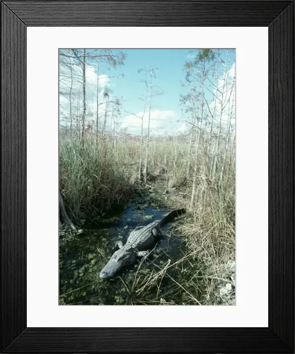 Framed Print : Alligator FG 1834 In it's water hole Dwarf forest, Everglades Alligator mississipiensis © Francois Gohier / ARDEA LONDON Framed Print : Alligator FG 1834 In it's water hole Dwarf forest, Everglades Alligator mississipiensis © Francois Gohier / ARDEA LONDON