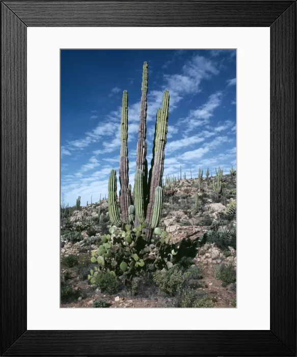 Framed Print : Giant Cactus (Cardon) FG 2231 Baja California Mexico Pachycerevs pringlei © Francois Gohier / ARDEA LONDON Framed Print : Giant Cactus (Cardon) FG 2231 Baja California Mexico Pachycerevs pringlei © Francois Gohier / ARDEA LONDON