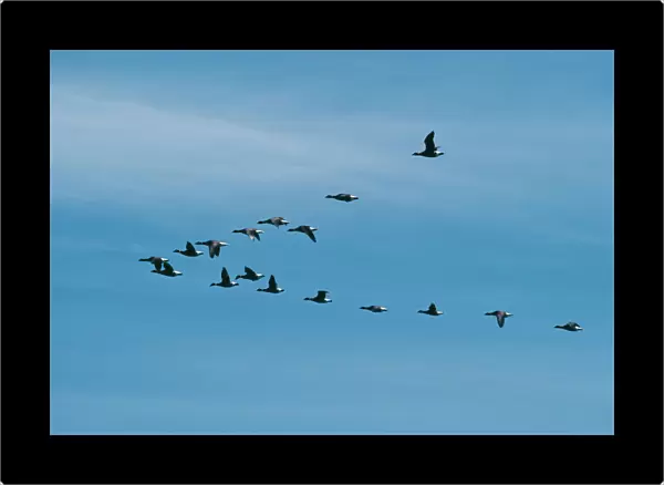 Black Brant Goose FG 2342 ‘V formation flock Branta nigricans © Francois Gohier  /  ARDEA LONDON