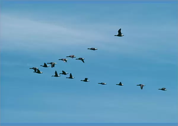 Black Brant Goose FG 2342 ‘V formation flock Branta nigricans © Francois Gohier  /  ARDEA LONDON