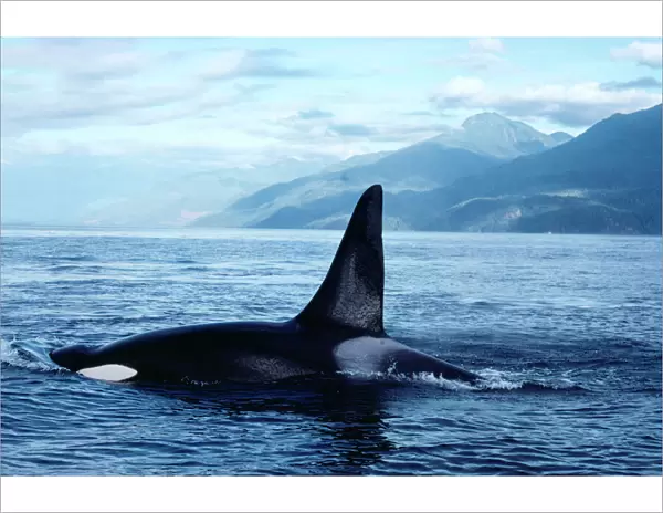 Killer Whale FG 2468 Orcinus orca © Francois Gohier ARDEA LONDON
