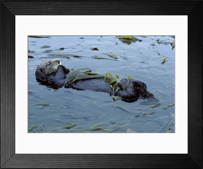 Framed Print : Sea Otter - resting in kelp bed - Monterey Bay - Pacific Ocean - California - USA DN824 Framed Print : Sea Otter - resting in kelp bed - Monterey Bay - Pacific Ocean - California - USA DN824