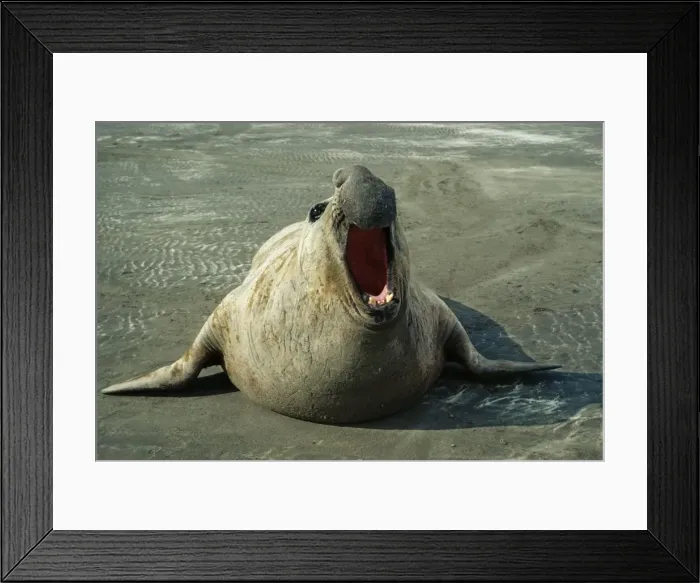 Framed Print : Southern Elephant Seal FG 268 Valdes Peninsula, Argentina. Mirounga leonina © Fancois Gohier / ARDEA LONDON Framed Print : Southern Elephant Seal FG 268 Valdes Peninsula, Argentina. Mirounga leonina © Fancois Gohier / ARDEA LONDON