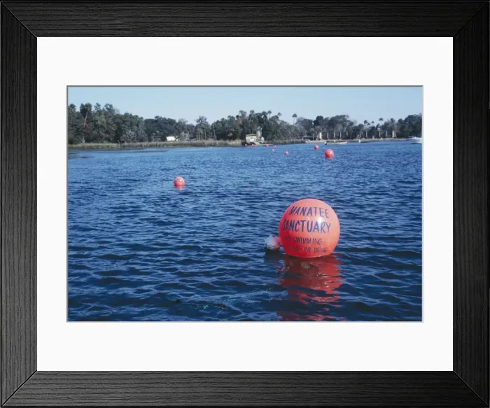 Framed Print : Manatee Sanctuary - crystal river Florida, USA Framed Print : Manatee Sanctuary - crystal river Florida, USA