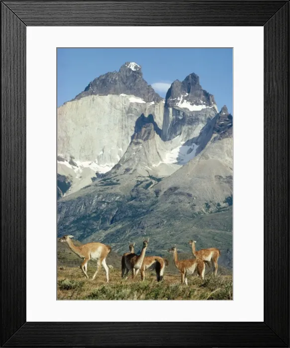 Framed Print : Guanaco Paine National Park, Chile Framed Print : Guanaco Paine National Park, Chile