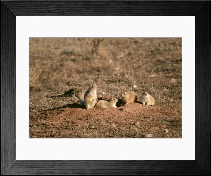Framed Print : Blacktail Prarie Dog FG 3227 Wind Cave National Park, South Dakota USA Cynomys ludovicianus © Francois Gophier / ARDEA LONDON Framed Print : Blacktail Prarie Dog FG 3227 Wind Cave National Park, South Dakota USA Cynomys ludovicianus © Francois Gophier / ARDEA LONDON