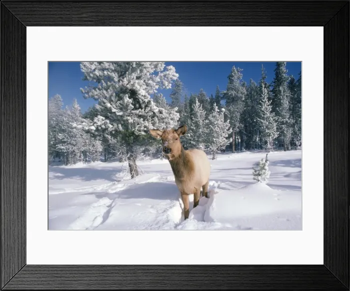 Framed Print : Elk  /  Wapiti Yellowstone National Park, USA