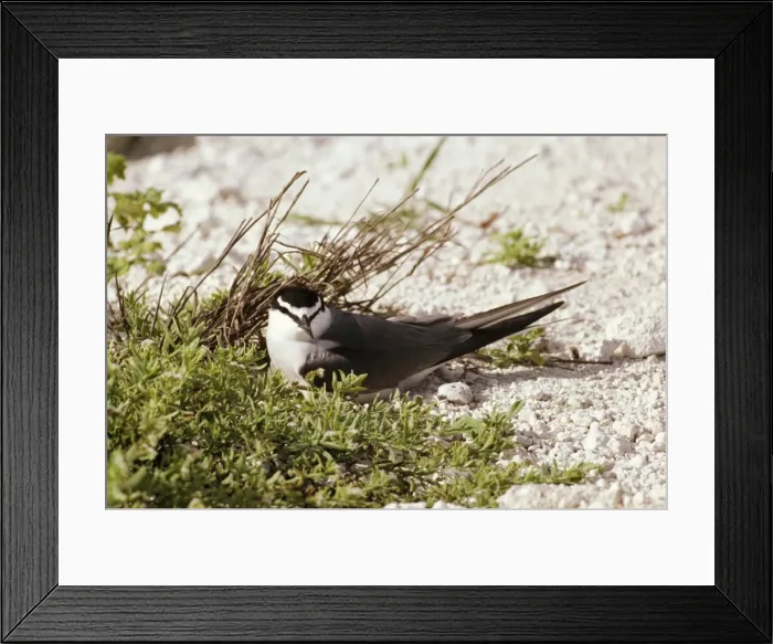 Framed Print : Grey-backed / Spectacled Tern FG 4297 Sterna lunata © Francois Gohier / ARDEA LONDON Framed Print : Grey-backed / Spectacled Tern FG 4297 Sterna lunata © Francois Gohier / ARDEA LONDON