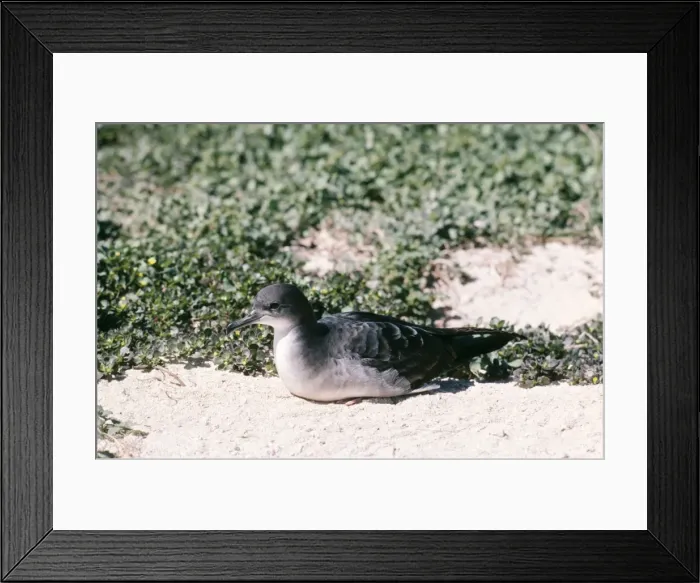 Framed Print : Wedge-Tailed Shearwater FG 4371 Sitting on ground Puffinus pacificus © Francois Gohier / ARDEA LONDON Framed Print : Wedge-Tailed Shearwater FG 4371 Sitting on ground Puffinus pacificus © Francois Gohier / ARDEA LONDON