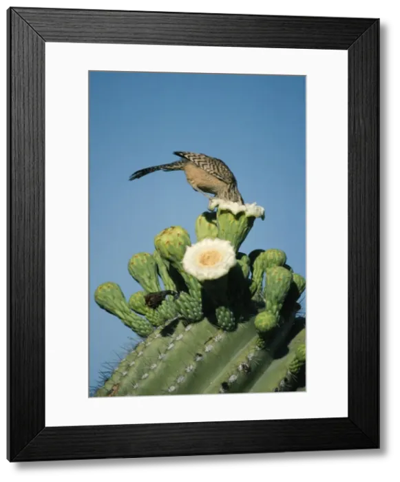 Framed Print : Cactus Wren FG 4403 On a Saguaro Campylorhynchus brunneicapillus © Francois Gohier / ARDEA LONDON Framed Print : Cactus Wren FG 4403 On a Saguaro Campylorhynchus brunneicapillus © Francois Gohier / ARDEA LONDON