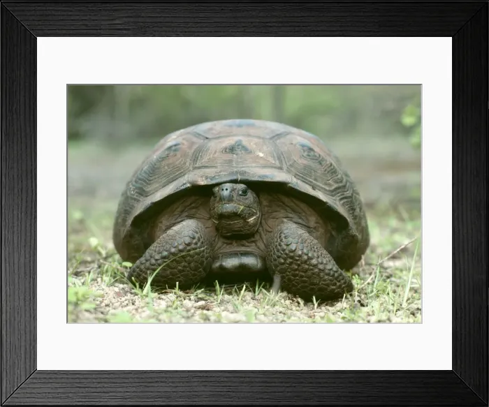 Framed Print : Galapagos Tortoise FG 5437 Volcanoe Alcedo Geochelone elephantopus vandenburghi © Francois Gohier / ARDEA LONDON Framed Print : Galapagos Tortoise FG 5437 Volcanoe Alcedo Geochelone elephantopus vandenburghi © Francois Gohier / ARDEA LONDON