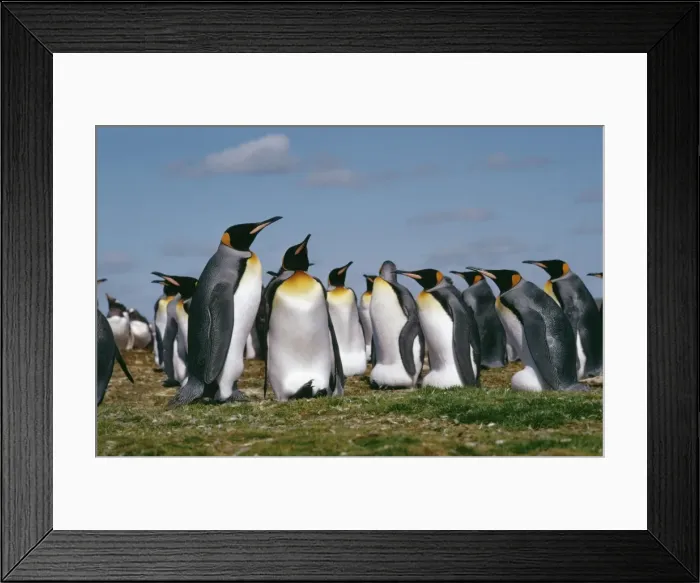 Framed Print : King PENGUIN - adults in colony Framed Print : King PENGUIN - adults in colony