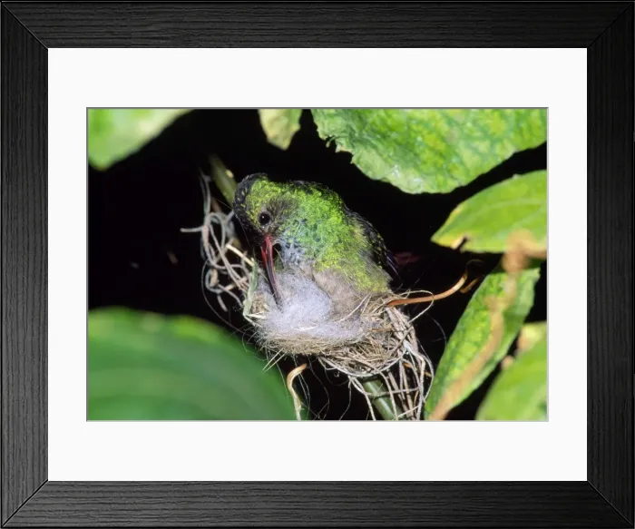 Framed Print : Rufous-tailed Hummingbird Framed Print : Rufous-tailed Hummingbird
