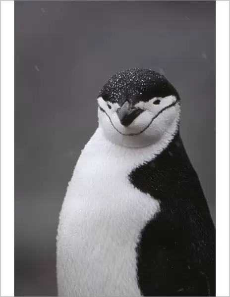 Chinstrap Penguin FG 7090 Pygoscells antarctica © Francois Gohier  /  ARDEA LONDON