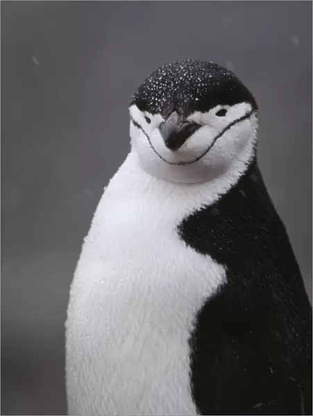Chinstrap Penguin FG 7090 Pygoscells antarctica © Francois Gohier  /  ARDEA LONDON
