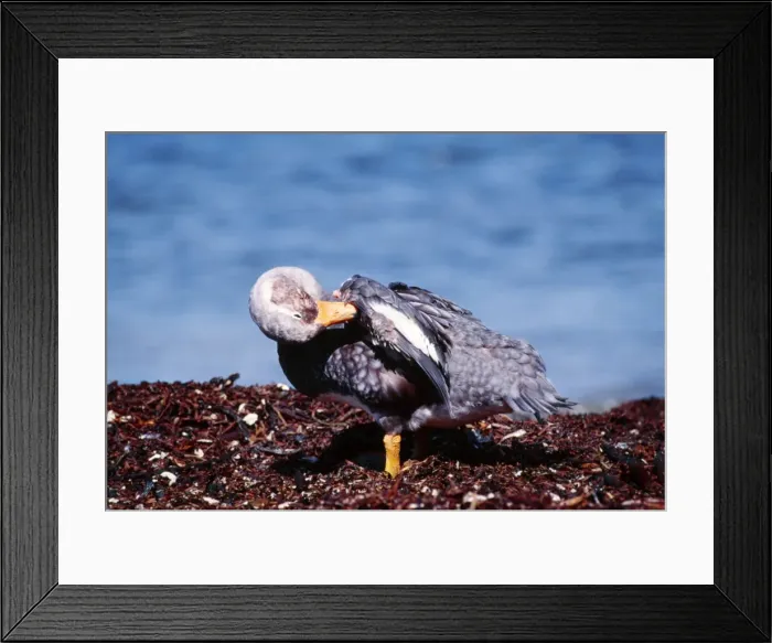 Framed Print : Falkland Flightless Steamer Duck FG 7137 Preening near waters edge Tachyeres brachypterus © Francois Gohier / ARDEA LONDON Framed Print : Falkland Flightless Steamer Duck FG 7137 Preening near waters edge Tachyeres brachypterus © Francois Gohier / ARDEA LONDON