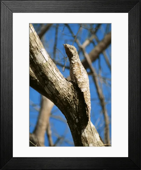 Framed Print : Great Potoo FG 7324 Panama to Brazil Nyctibius grandis © Francois Gohier / ARDEA LONDON Framed Print : Great Potoo FG 7324 Panama to Brazil Nyctibius grandis © Francois Gohier / ARDEA LONDON