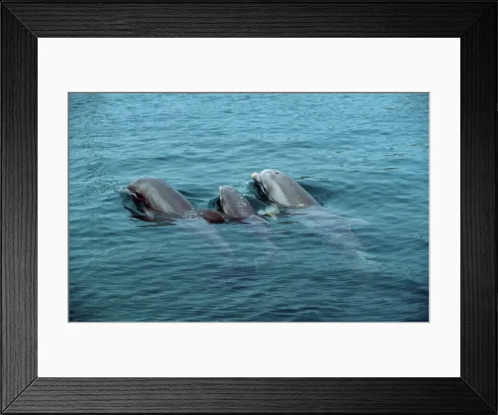 Framed Print : Bottlenose Dolphin FG 7364 Mother, calf and ‘auntie Tursiops truncatus © Francois Gohier / ARDEA LONDON Framed Print : Bottlenose Dolphin FG 7364 Mother, calf and ‘auntie Tursiops truncatus © Francois Gohier / ARDEA LONDON