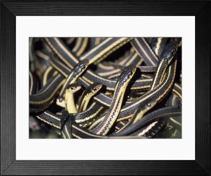 Framed Print : Red-sided Garter SnakeS - in small den Framed Print : Red-sided Garter SnakeS - in small den