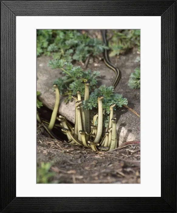 Framed Print : Red-sided Garter Snakes - emerging from den Framed Print : Red-sided Garter Snakes - emerging from den