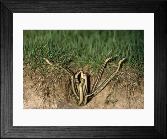 Framed Print : Red-sided Garter Snake - emerging from den Framed Print : Red-sided Garter Snake - emerging from den