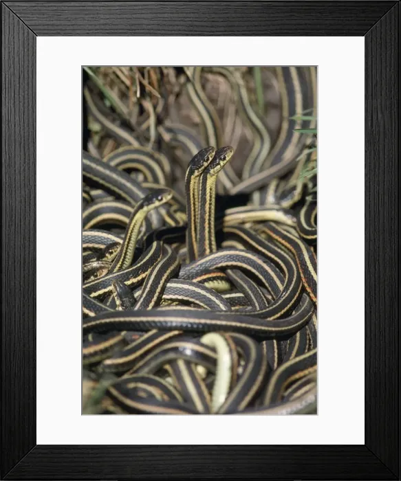 Framed Print : Red-sided Garter Snake Framed Print : Red-sided Garter Snake