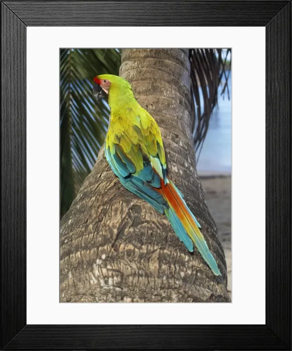 Framed Print : Great Green Macaw / Buffon's Macaw Honduras to Ecuador Framed Print : Great Green Macaw / Buffon's Macaw Honduras to Ecuador