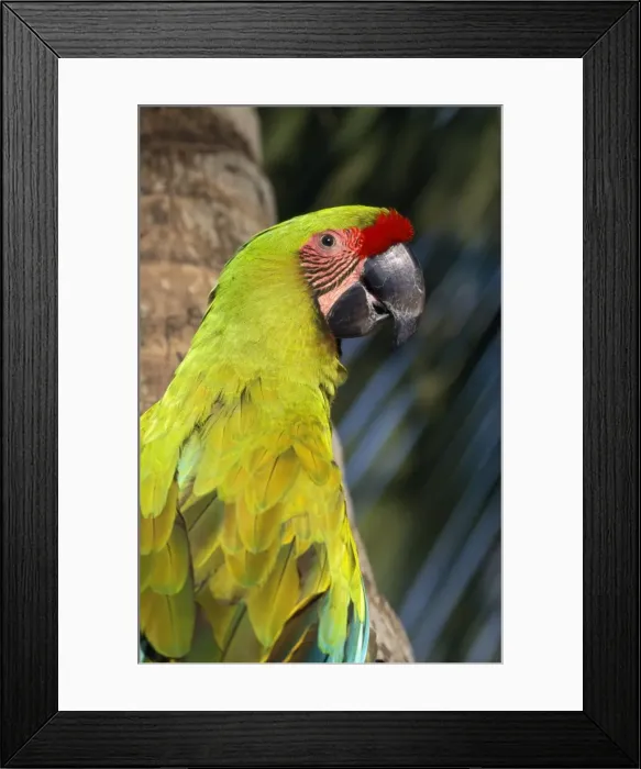 Framed Print : Great Green Macaw / Buffon's Macaw Honduras to Ecuador Framed Print : Great Green Macaw / Buffon's Macaw Honduras to Ecuador