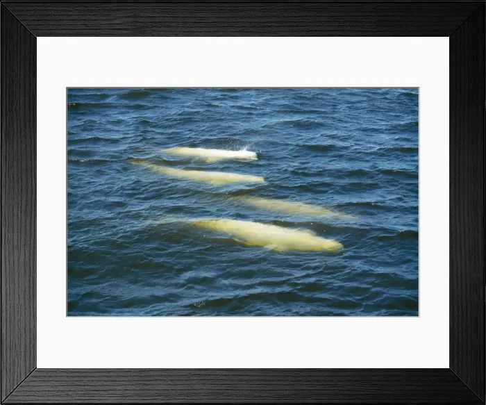 Framed Print : Beluga Whale FG 8486 Churchill river, Canada Delphinapterus leucas © Francois Gohier  /  ARDEA LONDON