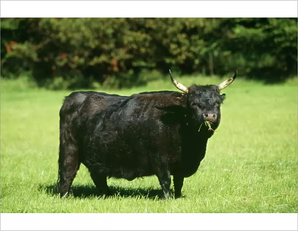 Dexter Cattle FG 9454 Ireland © Francois Gohier  /  ARDEA LONDON