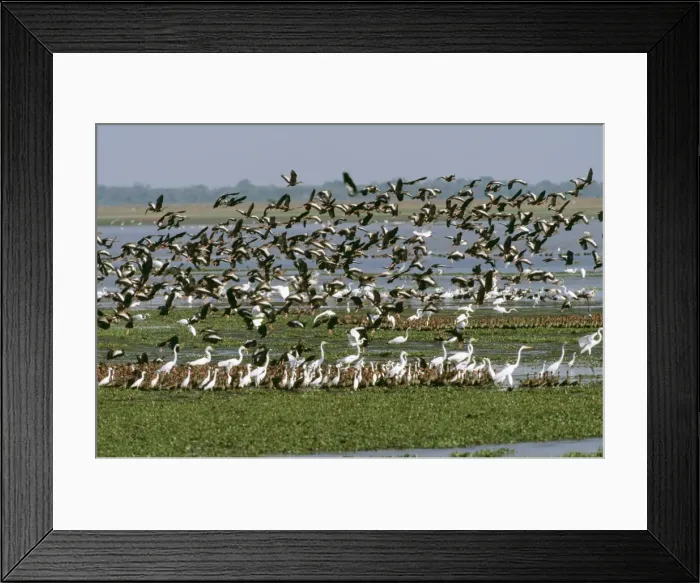 Framed Print : Whistling Ducks FG 9531 Venezuela, Llanos Dendrocygna viduata and D. autumnalis © Francois Gohier / ARDEA LONDON Framed Print : Whistling Ducks FG 9531 Venezuela, Llanos Dendrocygna viduata and D. autumnalis © Francois Gohier / ARDEA LONDON