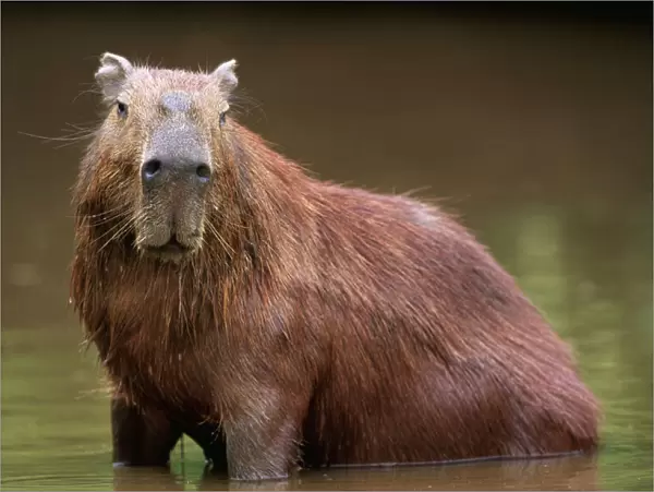 Capybara FG 9571 Adult male cooling down, South America Venezuela Hydrochaeris Hydrochaeris © Francois Gohier  /  ARDEA LONDON