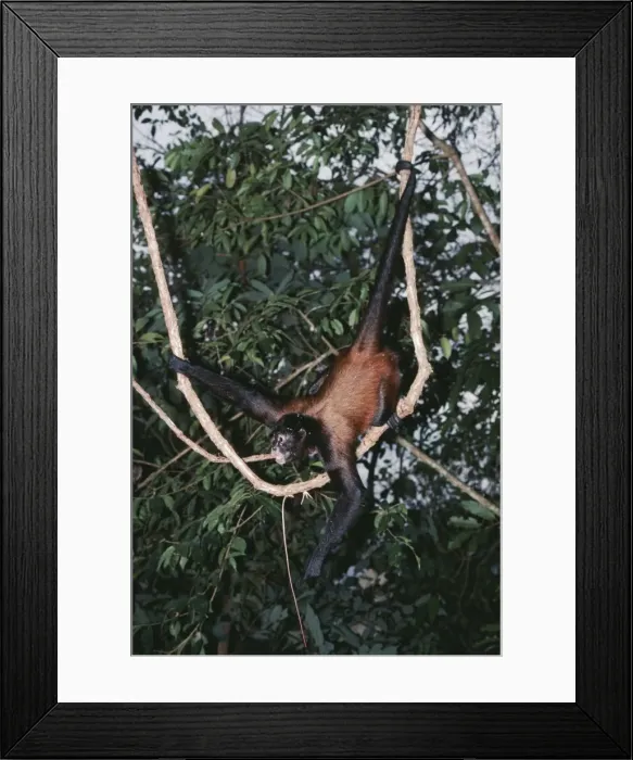 Framed Print : Spider Monkey FG 975 Ateles geoffroyi © Francois Gohier / ARDEA LONDON Framed Print : Spider Monkey FG 975 Ateles geoffroyi © Francois Gohier / ARDEA LONDON