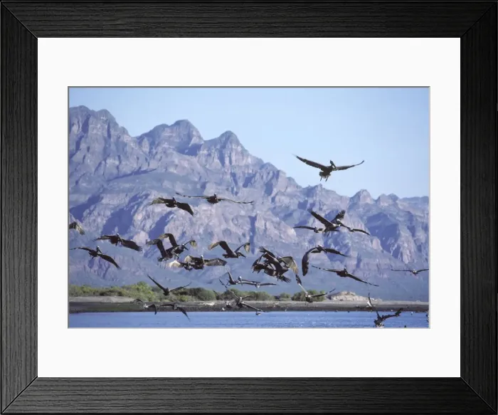 Framed Print : Brown Pelican - fishing in the Sea of Cortez (Gulf of Mexico) - Near Ligui - Baja California South - Mexico - Sierra de la Giganta in the background Framed Print : Brown Pelican - fishing in the Sea of Cortez (Gulf of Mexico) - Near Ligui - Baja California South - Mexico - Sierra de la Giganta in the background