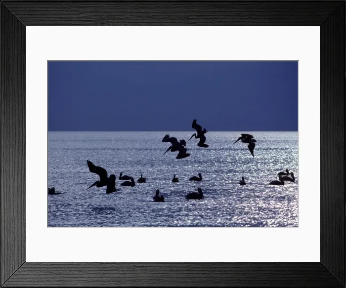 Framed Print : Brown Pelican - fishing at sunrise in the Sea of Cortez (Gulf of Mexico) - Near Ligui - Baja California South - Mexico Framed Print : Brown Pelican - fishing at sunrise in the Sea of Cortez (Gulf of Mexico) - Near Ligui - Baja California South - Mexico