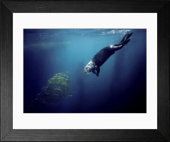 Framed Print : Sea Otter - diving in the kelp forest - Monterey Bay - Pacific Ocean - California - USA