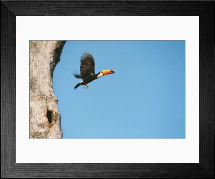 Framed Print : Toco Toucan FG AM 889 Flying out of nest. Brazil Rhamphastos toco © Francois Gohier / ARDEA LONDON Framed Print : Toco Toucan FG AM 889 Flying out of nest. Brazil Rhamphastos toco © Francois Gohier / ARDEA LONDON