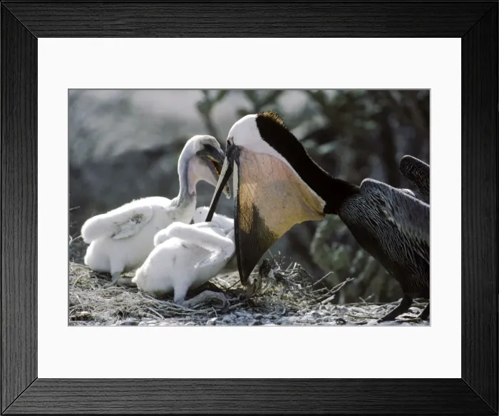 Framed Print : Brown Pelican - adult feeding chicks - Baja California - Mexico Framed Print : Brown Pelican - adult feeding chicks - Baja California - Mexico