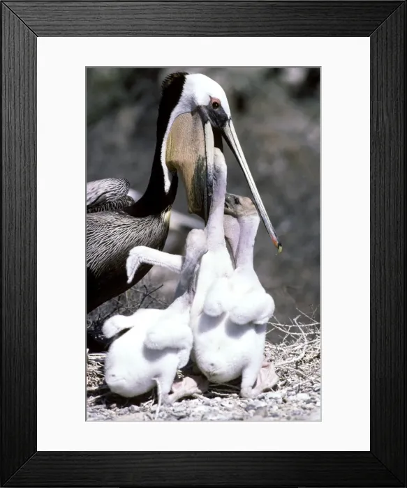 Framed Print : Brown Pelican - adult feeding chicks - Baja California - Mexico Framed Print : Brown Pelican - adult feeding chicks - Baja California - Mexico