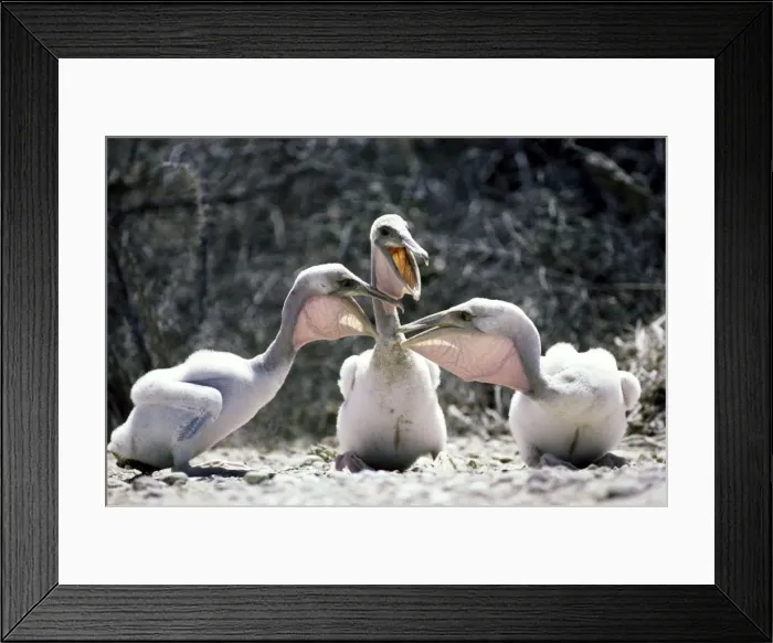 Framed Print : Brown Pelican - chicks - Baja California - Mexico Framed Print : Brown Pelican - chicks - Baja California - Mexico
